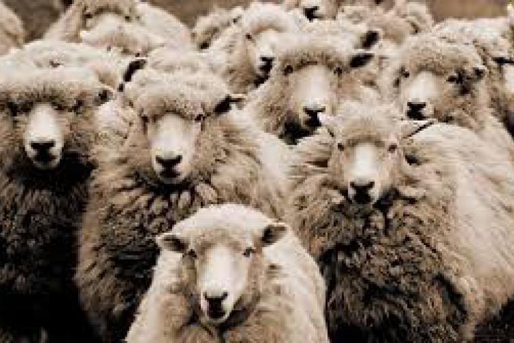schapen