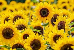 zonnebloemen